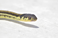 Thamnophis pulchrilatus