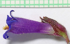 Penstemon pinorum