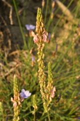 Onobrychis supina