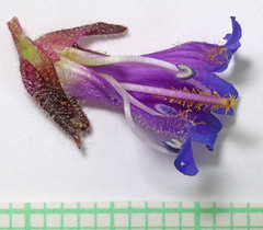 Penstemon pinorum
