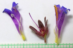 Penstemon pinorum