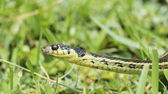 Thamnophis pulchrilatus