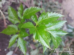 Arracacia xanthorrhiza