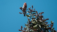 Haemorhous mexicanus