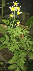 Tanacetum parthenium image