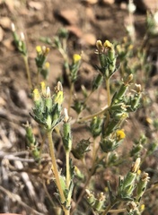 Mentzelia montana