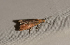 Lathronympha strigana