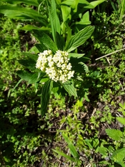 Valeriana occidentalis