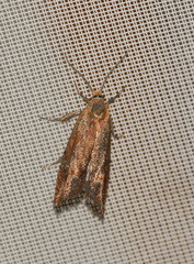 Lathronympha strigana
