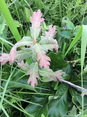 Parthenium integrifolium