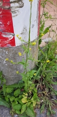 Sisymbrium officinale