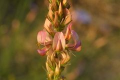 Onobrychis supina