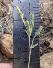 Mentzelia montana