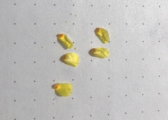 Mentzelia montana