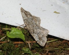 Hypagyrtis piniata