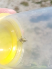 Cheiracanthium punctorium