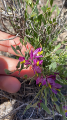 Rhinotropis subspinosa