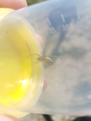 Cheiracanthium punctorium
