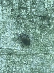 Meracantha contracta