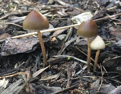 Psilocybe tasmaniana