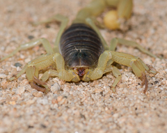 Hadrurus spadix