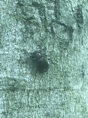 Meracantha contracta