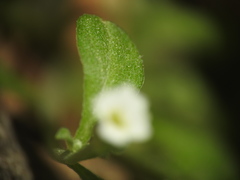 Malcolmia chia