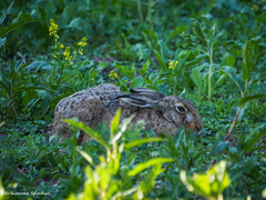 Lepus europaeus