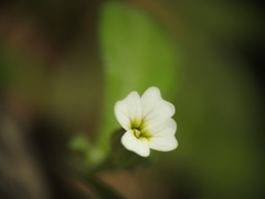 Malcolmia chia