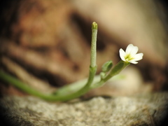 Malcolmia chia
