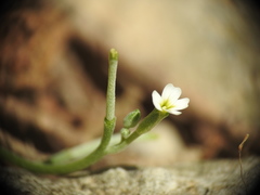 Malcolmia chia