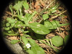 Malcolmia chia