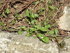 Malcolmia chia