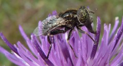 Eristalinus sepulchralis