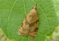 Sparganothis pilleriana
