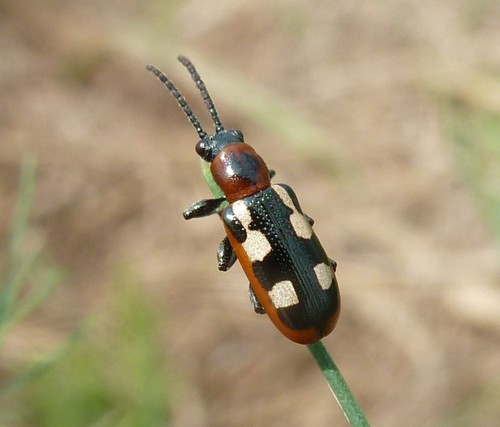 Common Asparagus Beetle, photo 7 of 8