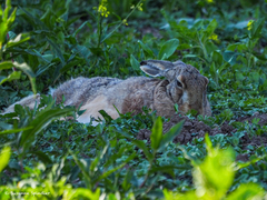 Lepus europaeus