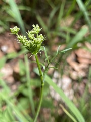 Bunium bulbocastanum