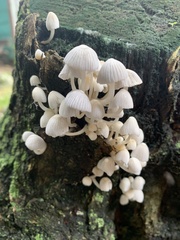 Coprinellus disseminatus