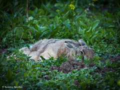 Lepus europaeus