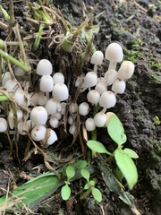 Coprinellus disseminatus