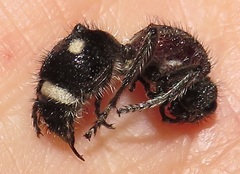 Dolichomutilla sycorax