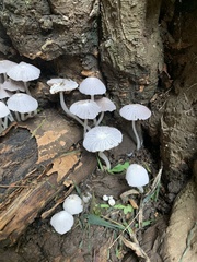 Coprinellus disseminatus