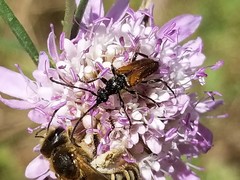 Pseudovadonia