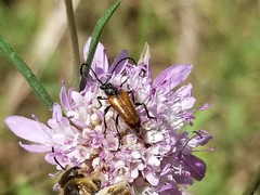 Pseudovadonia