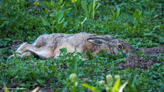 Lepus europaeus