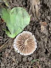 Coprinellus disseminatus
