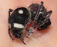 Dolichomutilla sycorax