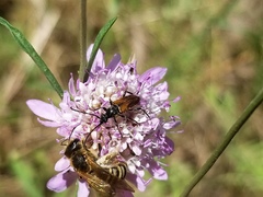 Pseudovadonia