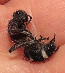 Dolichomutilla sycorax